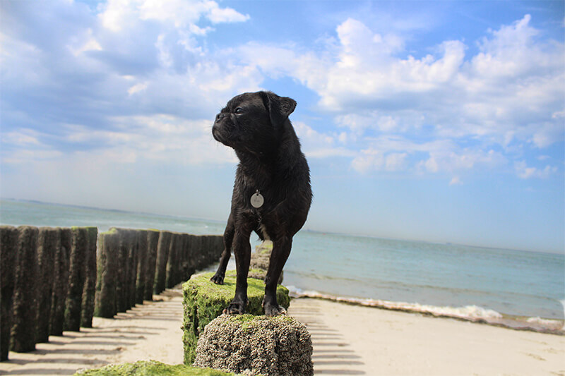 Urlaub mit Hund in Holland
